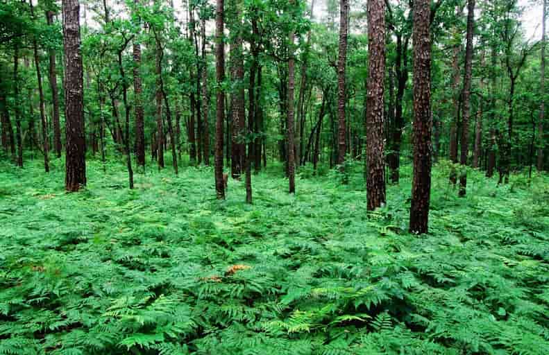 Piney Woods Region